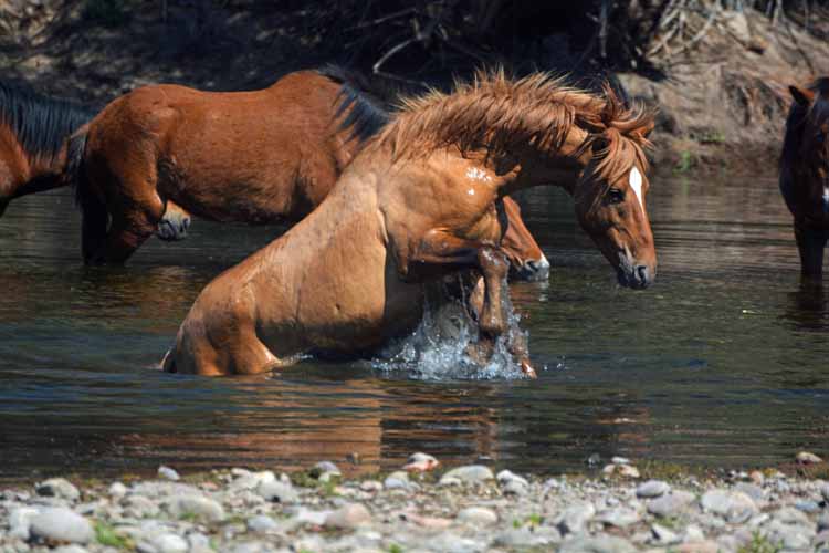 mustangs in river